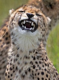 a cheetah with its mouth open and it's teeth wide open