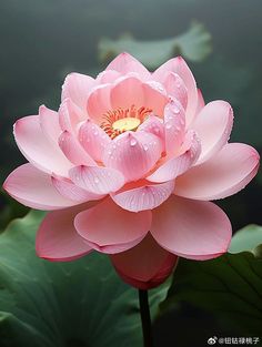 a pink flower with water droplets on it