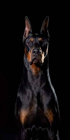 a large black and brown dog standing on top of a wooden floor in front of a black background