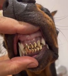 a dog with its mouth open and it's teeth missing from the top part of his mouth