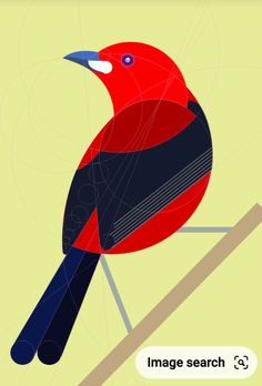 a red and black bird sitting on top of a tree branch with the words image search below it