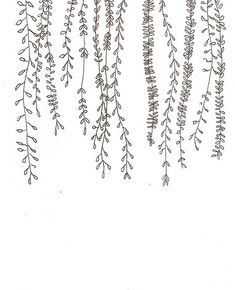 some plants that are hanging from the side of a white wall with black ink on it