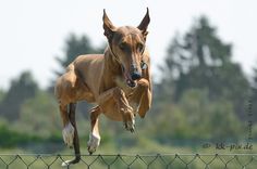 a dog jumping up into the air over a fence