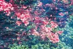 some pink flowers are floating in the water