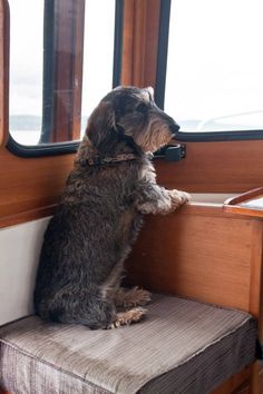 a dog sitting on a bench looking out the window