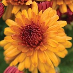 yellow and red flowers with green leaves in the background