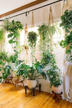 many houseplants are hanging from the ceiling in front of a window with curtains