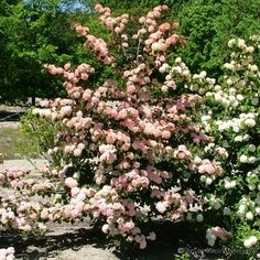 pink and white flowers are blooming on the bush in front of some green trees