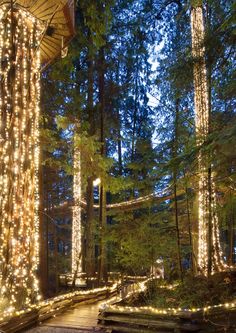 the walkway is covered with fairy lights and surrounded by tall trees