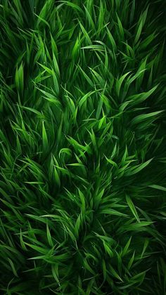 an overhead view of green grass with lots of leaves on the top and bottom part