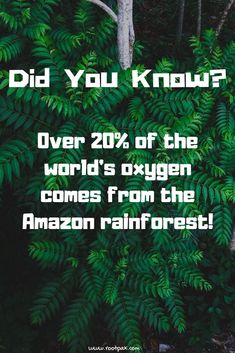 the words did you know? over 20 % of the world's oxygen comes from the amazon rainforest