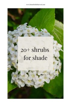 white flowers with the words 20 + shrubs for shade on it in front of green leaves