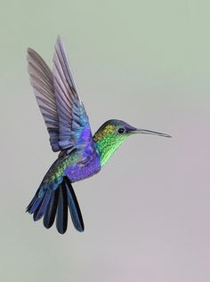 a colorful hummingbird flying through the air