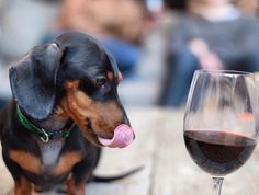 a black and white photo of a dog sitting next to a glass of red wine