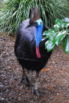 a blue and red bird is standing in the dirt