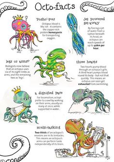 an image of different types of octopus