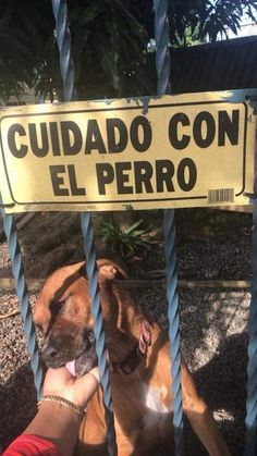 a brown dog standing behind a metal gate with a sign on it that says cuidado con el perro