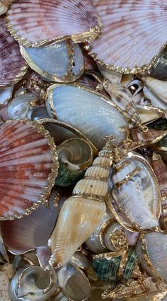 many seashells are gathered together on the beach