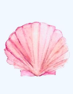 a watercolor drawing of a pink scallop shell