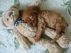 a puppy sleeping on top of a teddy bear