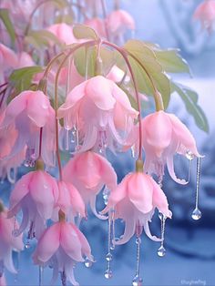 pink flowers with drops of water hanging from it's stems in front of a blue background