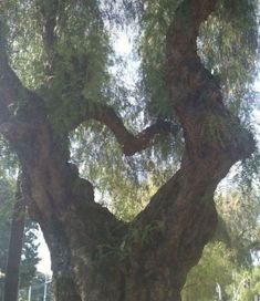 a large tree with many branches in the shape of a heart on it's trunk