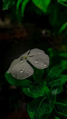 a white flower with water droplets on it's petals and green leaves in the background