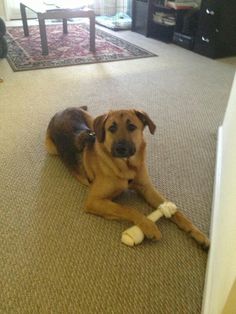 a dog laying on the floor with a bone in it's mouth