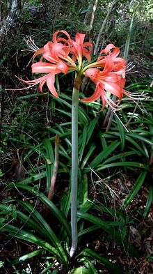 an orange flower is blooming in the woods