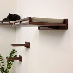 a cat is laying on top of a shelf next to a potted plant and some shelves