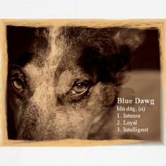 a close up of a dog's face with the words blue dawg on it