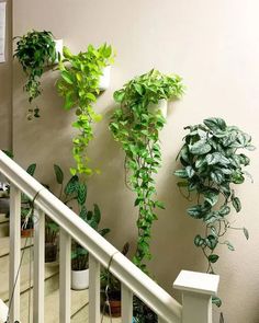 home ideas Indoor Plant Wall, نباتات منزلية, Hanging Plants Indoor, Stair Case, Indoor Gardens, Plant Decor Indoor, House Plants Decor, Plant Hangers, Room With Plants