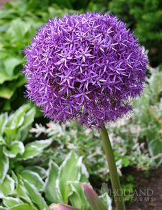 a purple flower in the middle of some plants