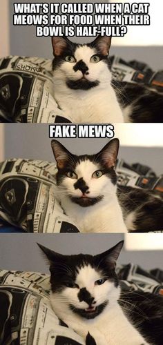 Just putting in my application for dad - Album on Imgur Gatos Cool, Funniest Cat, Funny Cat Faces, News Memes, Animal Puns, Funny Cat Memes, Funny Cat Pictures, Funny Animal Memes, Cats Meow