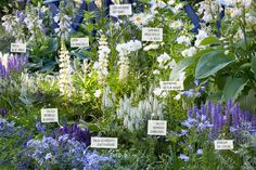 many different types of flowers and plants in a garden with labels on them that read