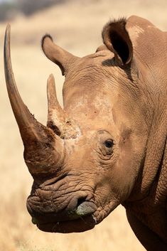 a close up of a rhino's face with grass in the foreground