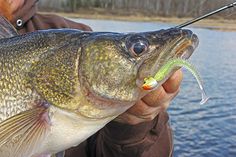 a man holding a large fish with a green worm in it's mouth while fishing