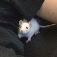 a white rat sitting on top of a bed next to a person's leg