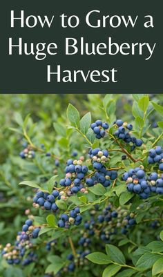 blueberries growing on a bush with the title how to grow a huge blueberry harvest