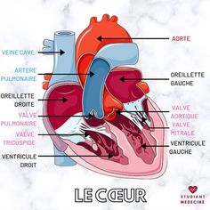 diagram of the human heart with labels on each side and labelled parts labeled in french