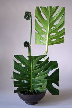 a large green plant in a black vase on a white background with the leaves still attached to it