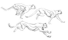 three sketches of lions running and jumping in the air with their tails spread out,