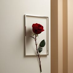 a single red rose sitting in a frame on the wall next to a white wall