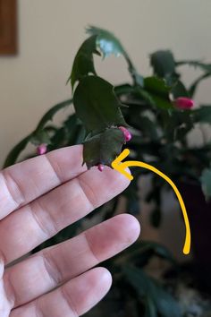 a hand holding a small green plant with pink flowers on it's tip and yellow arrow pointing to the right