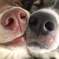 a close up of a dog's nose with it's tongue sticking out