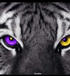 a tiger with yellow and purple eyes