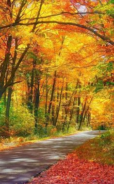 an empty road surrounded by colorful trees and leaves