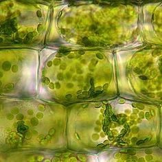 some green plants are growing inside of glass blocks with water droplets on them, as if they were floating in the air