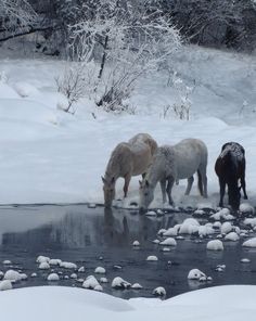 three horses are drinking water from a stream in the snow covered field, while another horse is standing nearby