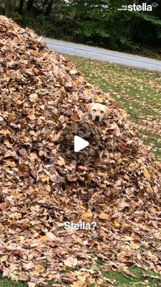 a pile of leaves with a dog in it